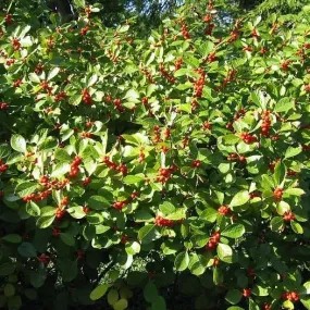 Afterglow Winterberry