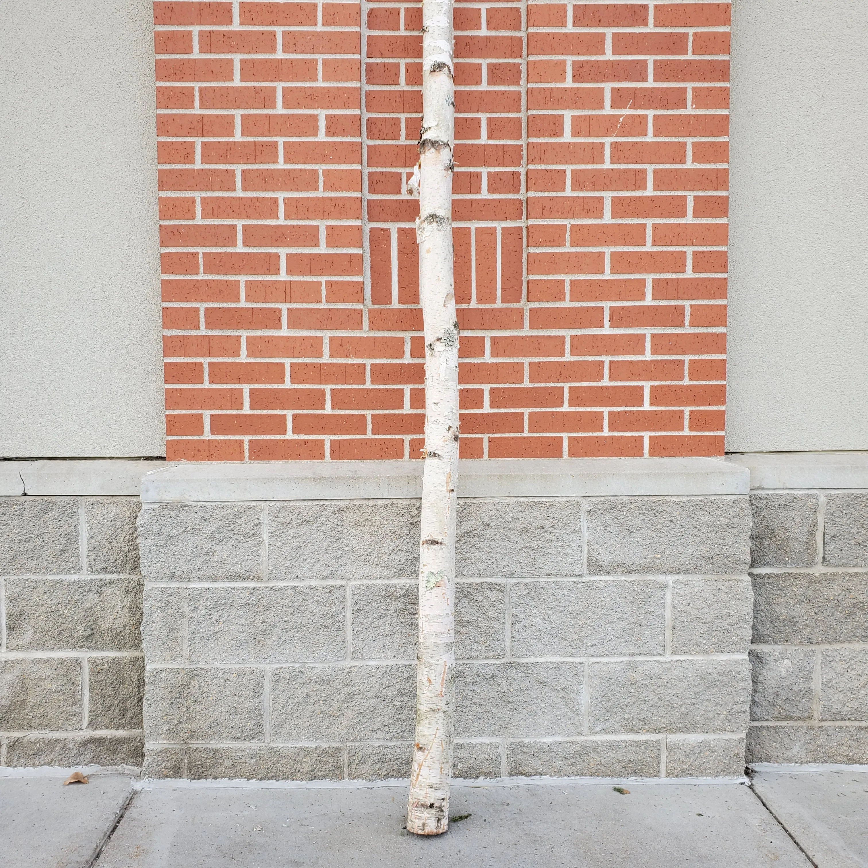 birch pole 2-5" diameter- 8ft tall