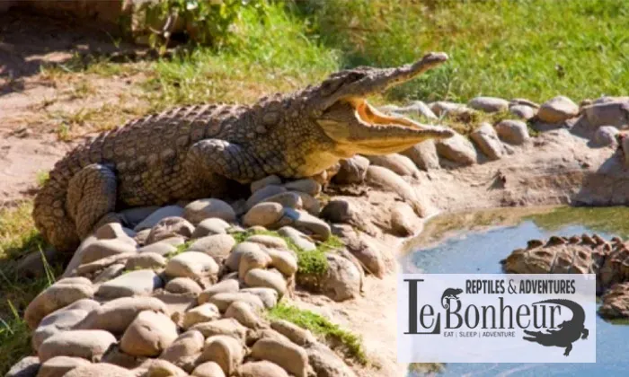 Entry Ticket for 2 or 4 – Croc Pond & Snake Centre   Bottle of Van Loveren