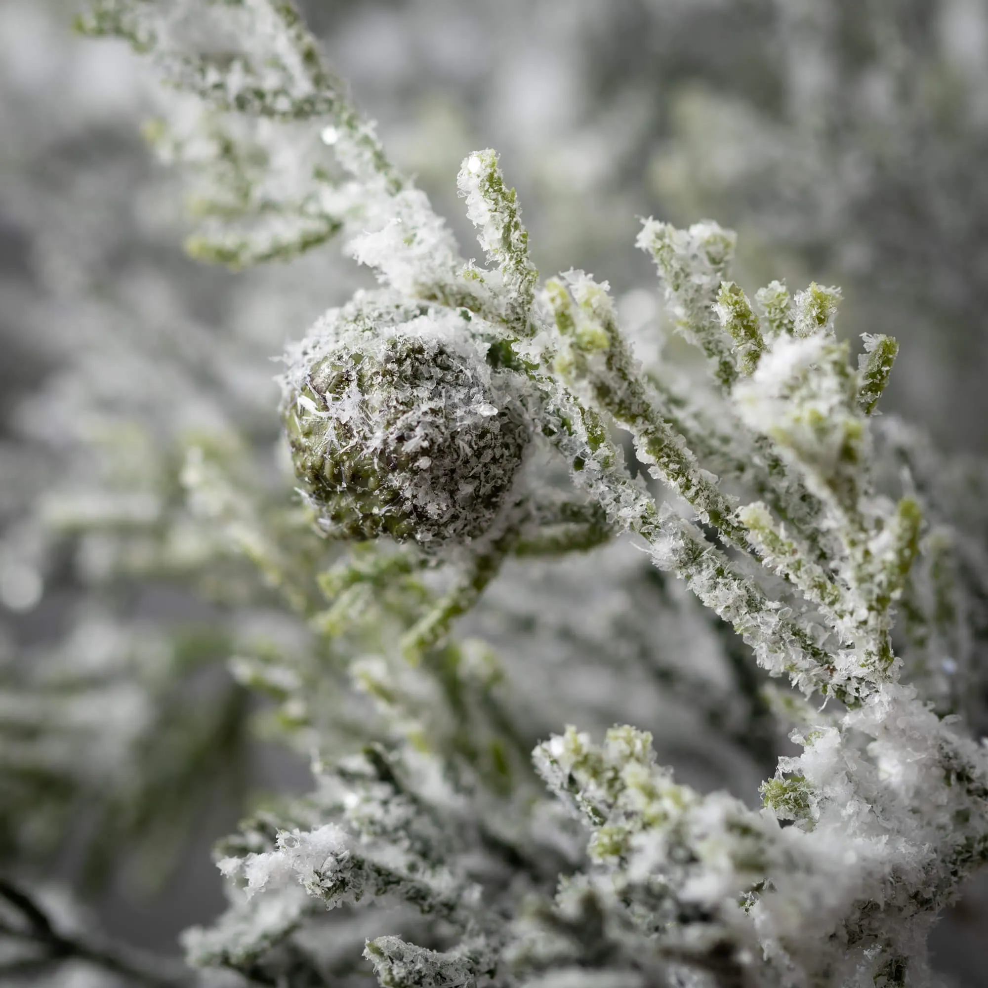 Frosted Pine Pinecone Pick