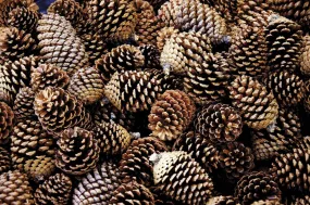 Scented Pine Cones